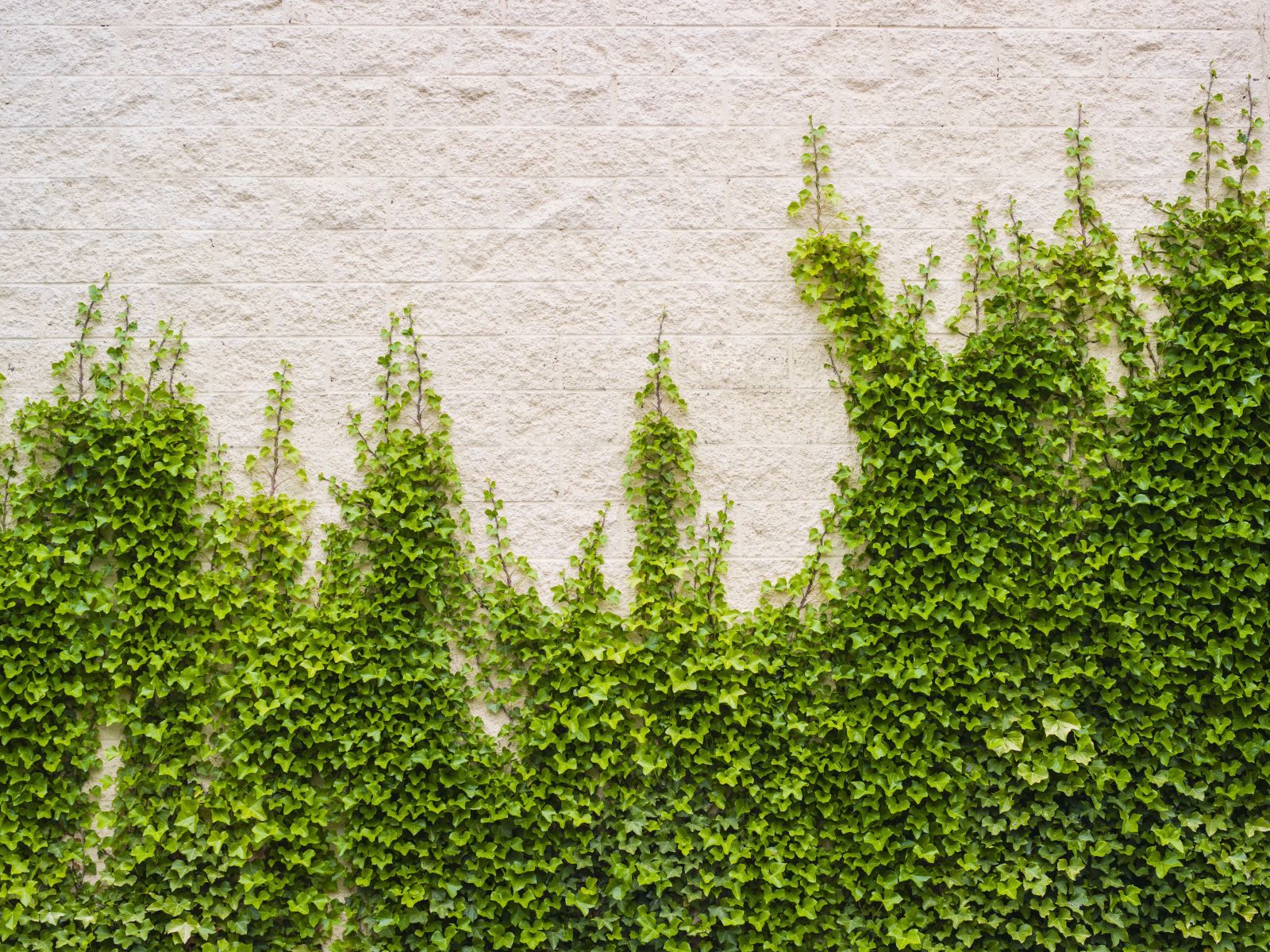 7 Pretty Plants That Are Actually Ruining Your Home pictures 7 Pretty Plants That Are Actually Ruining Your Home picture