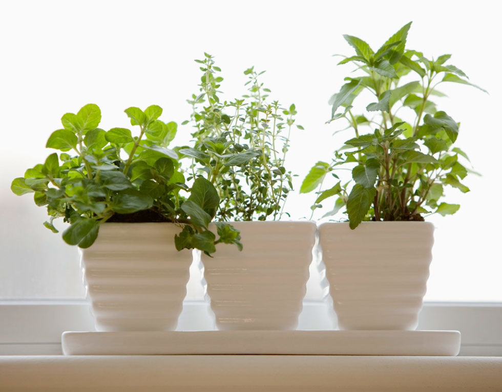 Nature tends to disappear during winter, and it can be rough to go without seeing some green leaves for months on end. Finding some low maintenance house plants to keep around your space can help hold you over until spring. Succulents are always an easy option for those lacking a green thumb.