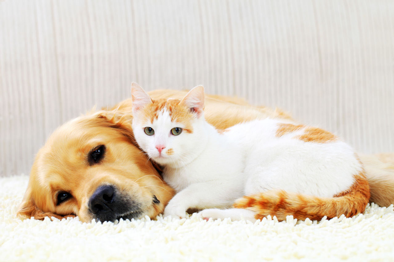 Cat In Love With Dog Video Cat In Love With Dog 10 Cat Breeds That