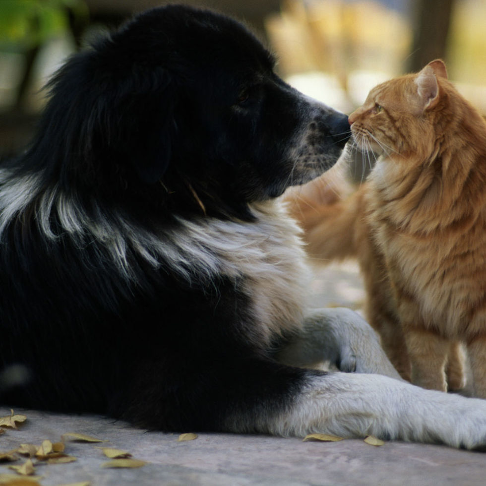 Are Dogs Or Cats More Affectionate