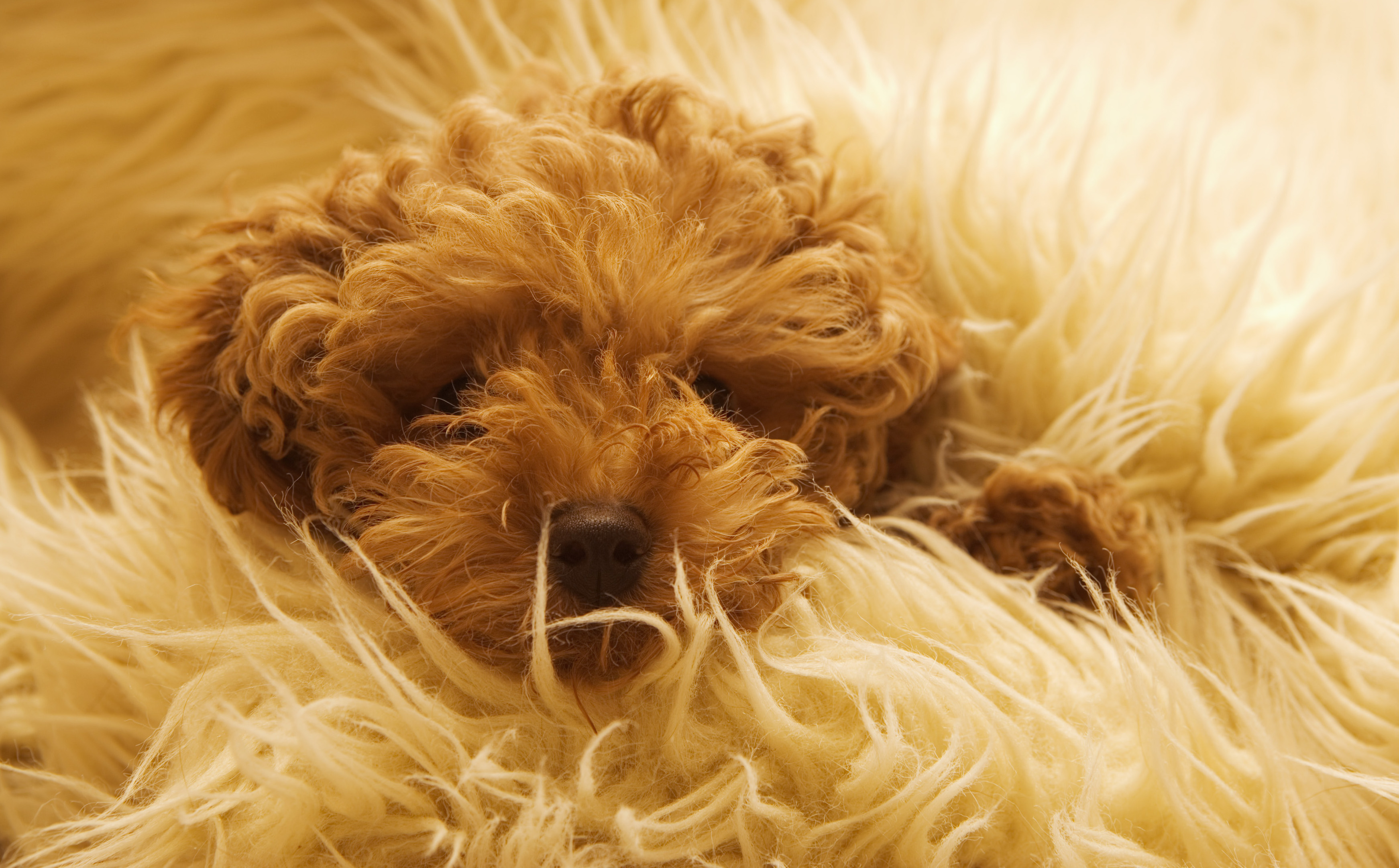 10 Pictures Of Dogs And Rugs Cute Puppy Pictures