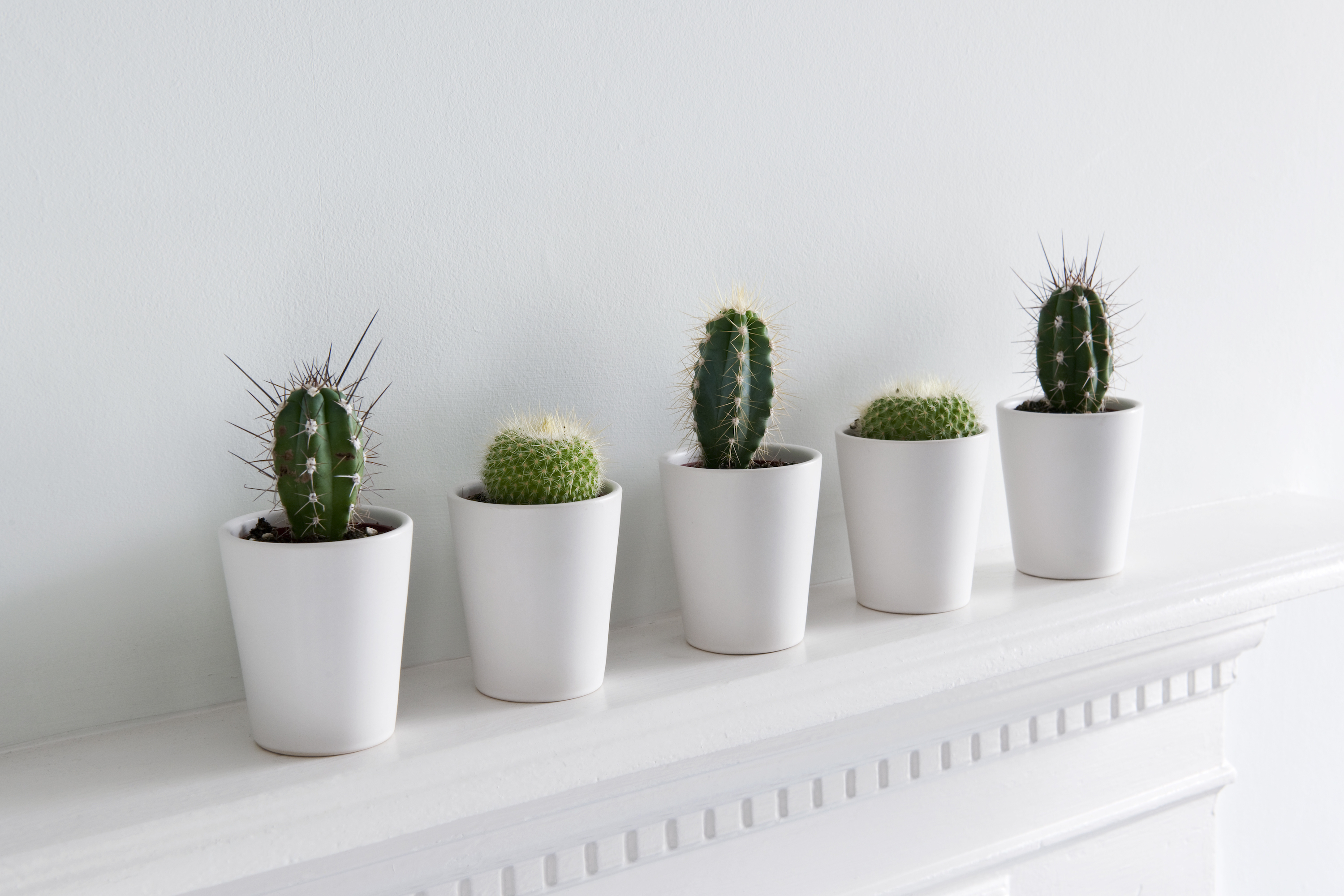 10 Best Indoor Plants For Apartments LowMaintenance Plants For City