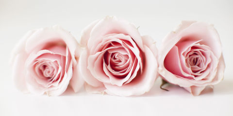 rose color meaning